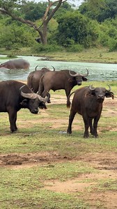 2.2K views · 300 reactions | When the hippo in the pool starts wondering who are all the buffalo guest around? #buffalo #hippo #safari #wildlife #wildlifephotography | Robert Styppa | Facebook