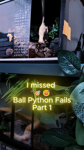 Primal Habitat on Instagram: "Oh… I missed 🎯😅 | Ball Python Fails – Part 1 Missed strikes happen — especially when ball pythons get a little too excited 😅🐍 This is a normal feeding fail and nothing to worry about. #ballpython #pythonregius #royalpython #ballpythonsofinstagram #snake #snakesofinstagram #reptilesofinstagram #reptilekeeper #snakekeeper #herpetology #exoticpets #reptilelife #reelsinstagram #instareels #reptilereels #petreels #animalreels #snakevibes #reptilelove #snakecommunity"