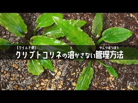 [Aquarium] How to Propagate Cryptocoryne without Dissolving It. Aquarium Kind #45 Flamingo/Shaded...