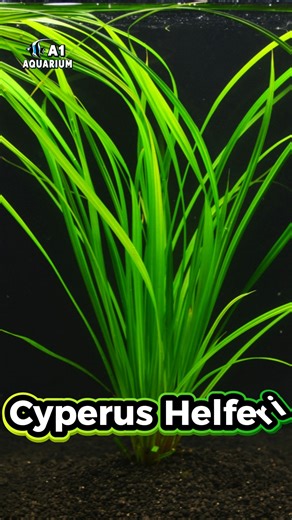 a1aquariumworld on Instagram: "Cypress Helferi 🌿✨ The aquascaper's secret weapon. Long strappy leaves. No runners. Total control. While Vallisneria spreads everywhere, Helferi stays put. Grows underwater. Creates elegant vertical lines. Perfect for planted tank designs. In stock now. 📍 Shop 4, 158 Duckworth Street, Garbutt QLD 📞 4775 2133 #CypressHelferi #Helferi #PlantedTank #Aquascape #AquariumPlants #AquaticPlants #LivePlants #a1aquariumworld #AquariumDesign #NatureAquarium #FreshwaterPlan