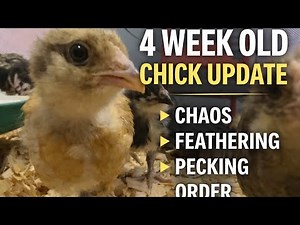 4 Week Old Chick Update | Chaos, Feathering, & Pecking Order