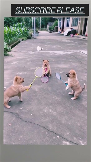 funny dogs playing games #viral #funny #animals #comedy