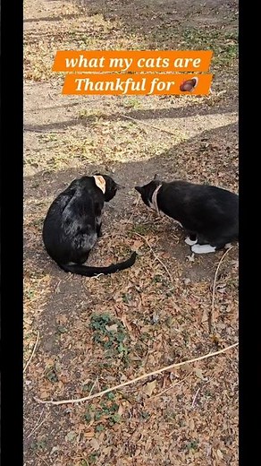 Cats Being Thankful