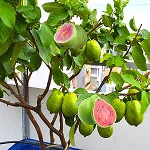 Pink Guava Tree Live Plant, 5 to 9 Inc Tall, Well Rooted, 1 Year Old Guava Tree Seedling, Fragrant Guava for Planting, Cold Hardy