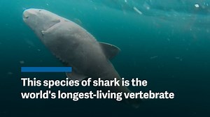 This shark just claimed the title of the world's longest-living vertebrate. | Quartz