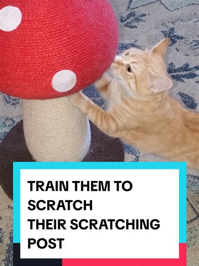 Train Your Cat to Stop Scratching Furniture Easily