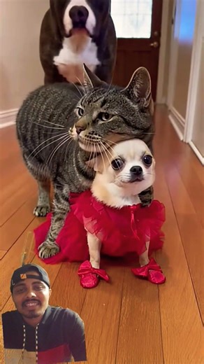 #animals #trend