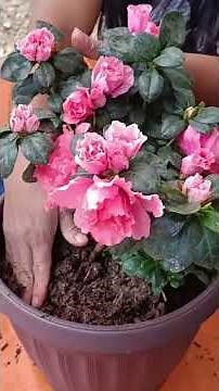 Azalea propagation and care #mirandaluna #plants #flowers #garden #nursery