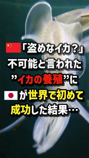 🇨🇳 "Can't you steal it?" 🇯🇵 becomes the first person in the world to succeed in "squid farming," ...
