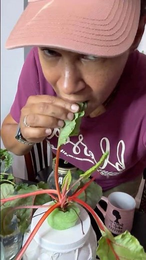 Grow Fresh Lettuce Indoors Year-Round… No Pumps. No Electricity. 🥬