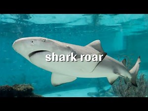 shark roar