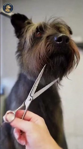 From Scruffy to Sharp: Satisfying Dog Grooming Transformation! ✂️🐶