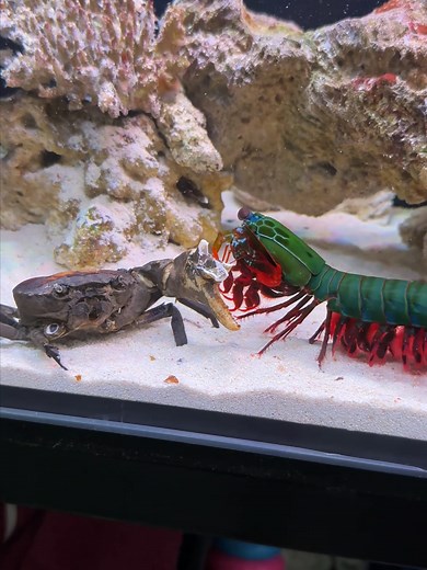 Giant Mantis Shrimp: The Science Behind Its Powerful Punch