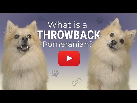 What is a Throwback Pomeranian?