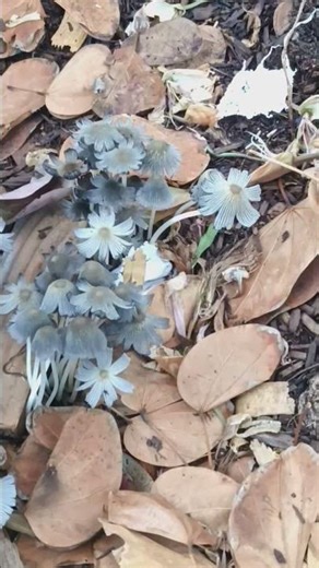 #pleated #inkcap #mushrooms #dailyscience