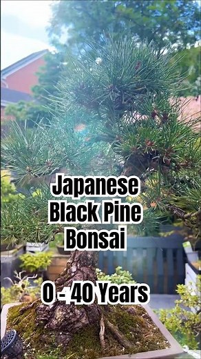 Japanese Black Pine: Every Stage From Seedling to Masterpiece