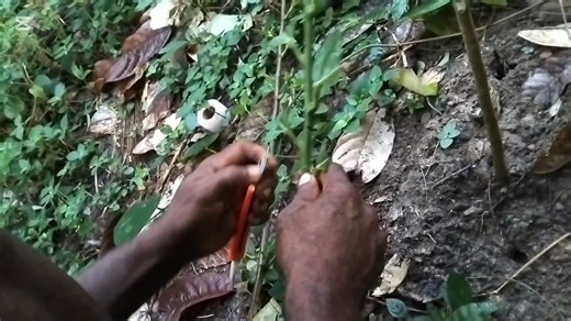 @highlight complete video tutorial on bud patch cloning as requested | Joe Tumbun