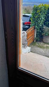 Le chat concierge ! 😹. #persan #chatfou #chat #chats #ChatDrole #catlover #cats | Mr.Lucky le chat