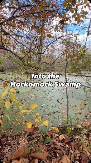 Come to Hockomock Swamp for the supernatural, but stay for the natural! Stretching across southeastern Massachusetts, Hockomock Swamp is more than just a spooky backdrop —it’s a thriving natural habitat that provides supports wildlife, opportunities for recreation, and critical water resources for the surrounding communities. Over the past 50 years, tales of the paranormal within the swamp have cropped up, perhaps due to the swamp’s rich history and striking landscapes. While these tales can be 