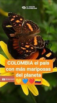 COLOMBIA el país con más especies de mariposas del mundo #colombia #shorts #viralshorts