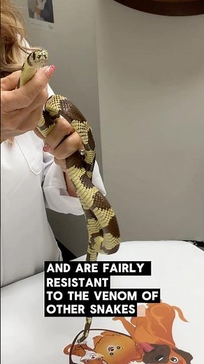 The Snake That Eats Other Snakes 🐍 Meet the King Snake