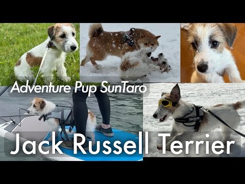What’s a Jack Russell? Meet SunTaro!