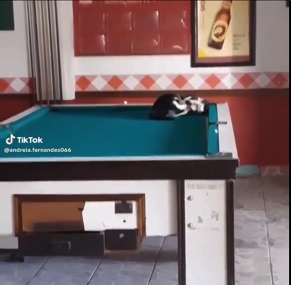 Black and White Cat Plays with Red Ball on Pool Table