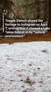 A nature enthusiast has captured amazing footage of a bobcat 'smelling' his footsteps 🐈 | Metro