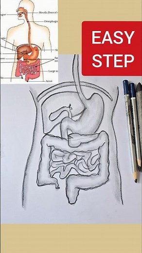 Human Digestive system diagram drawing class 10 CBSE #class10