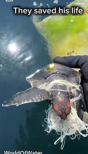 Save ocean Proyect#saveanimal #oceanlife Animal Rescue