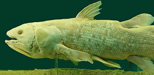 Meet the Lazarus creatures – six species we thought were extinct, but aren’t