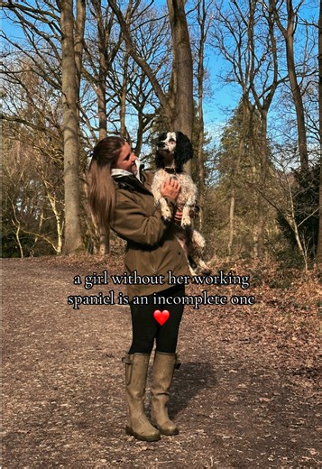 The Importance of a Working Spaniel in Life