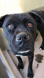 9.9K views · 89 reactions | 3/13 ✔️Rescued ‼️On shelters official...