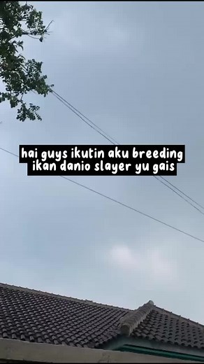 breeding danio slayer#bisnisanakmuda #cianjur #budidayaikanhias #ikanhias #budidayadanioslayer