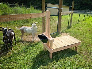 How to Build a Goat Stanchion