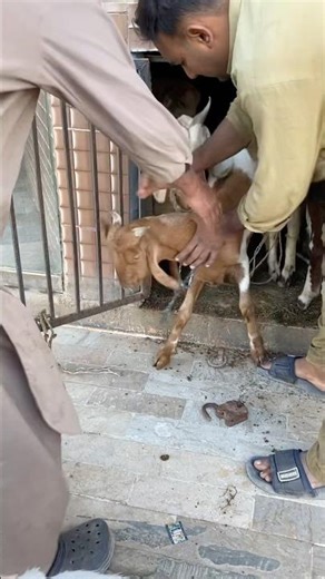 #animalshorts #ytshorts #goat #bakra #trendingshorts #animals #shorts #shortsfeed