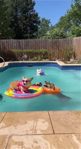 Dogs Have Epic Pool Party Fails!