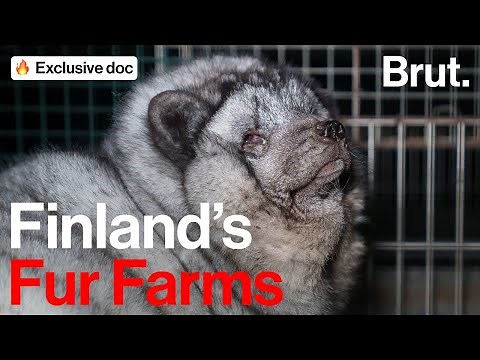 Inside Finland's Fur Farms