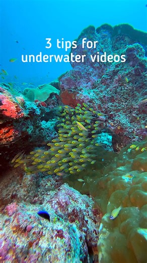 🎥🌊 Quick underwater video tips Just a few simple tips in this clip to help improve your underwater footage 👀👇 Small tweaks can make a big difference below the surface. If you’re ready to build a setup that works for your dives, check out our SeaLife collection at Mike’s Dive Store and put together your perfect underwater video kit. Video credit: Tobias Friedrich 🙌 Build your perfect setup with us and Sealife 👈🏻 Check out the link below 👇🏻 . . . . . . #MikesDiveStore #Sealife #SeaLifeCam