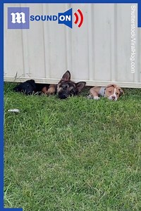 ‘Meet my new next door neighbors’🐶🐶🐶 via Shutterstock | Daily Mail Video