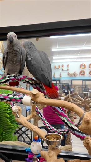 What should I name these two? I finally brought home my two African Grey Parrots. Full video of me picking them up plus a full tour of the store is linked in my bio. #africangrey #africangreyparrot #africangreypair
