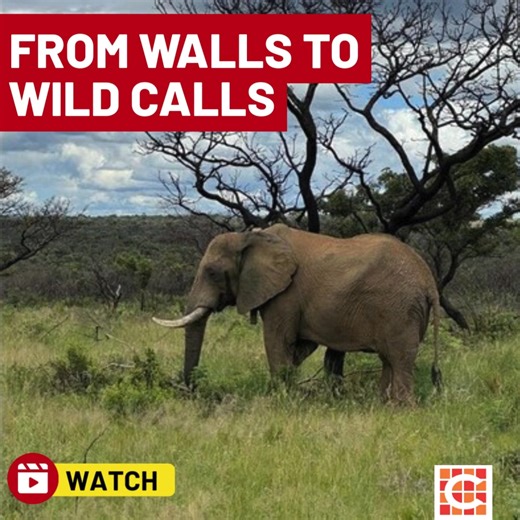 Caxton Network News | Watch: 1 year in the wild – Pretoria Zoo elephant celebrates his new Limpopo life Read more: https://www.citizen.co.za/network-news/lnn/article/watch-1-year-in-the-wild-pretoria-zoo-elephant-celebrates-his-new-limpopo-life/ | Kempton Express