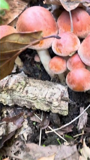 #クリタケ発生 #晩秋 #きのこシーズン終盤 #mushroom #きのこたけのこ