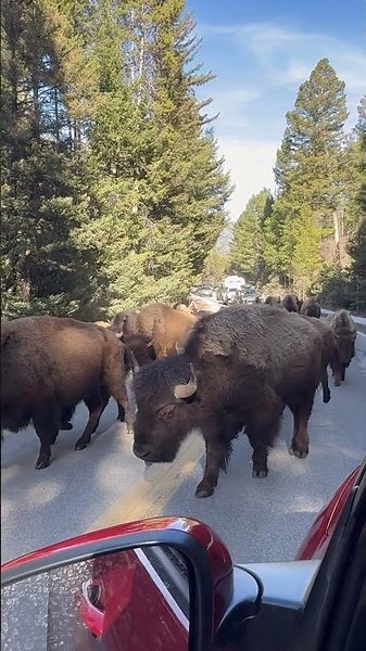 Bison Herd Takes Over Mountain Road in Yellowstone