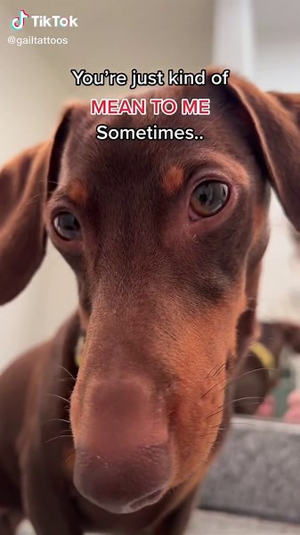 Funny Dachshund Compilation Video