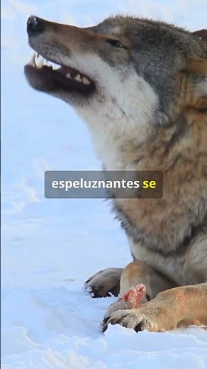 Por Qué los Lobos Grises son Depredadores Perfectos #lobo #animales #curiosidades