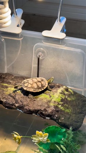 🩰🤣 #foryou #plants #reptile #reptilesoftiktok #turtlelover #foryoupage #cute #decor #turtlesoftiktok #tank #cuteness #turtle #fypシ゚viral #turtletok #animals #fyp #turtles #funny | TurtleNest Diaries