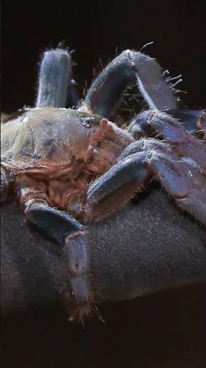 Blue Tarantula FOUND in Jungle!