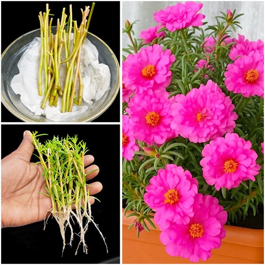 Very simple way to grow portulaca flower plant || Make your garden colorful with portulaca flower | DIY IndoorGarden