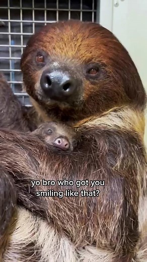 Meet the Adorable New Two-Toed Sloth Baby at Audubon Zoo